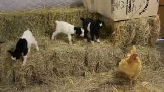 Baby Fainting Goats Meet Barn Chicken