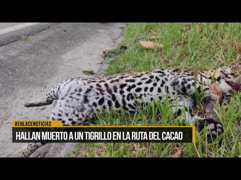 Aclaran que el animal encontrado sin vida en inmediaciones al peaje de La Lizama era un tigrillo