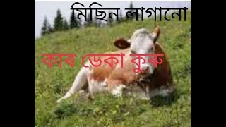 Sylhety funny  Talks ? Sylheti Murgi Jamal ? Sylheti Blogs Video New York | Bangla comedy videos ||