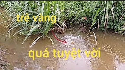 Câu Cá Rô Đồng, chiều hôm nay, giật cá run tay, dính tòn cá ngon #cauca #caucatv186#