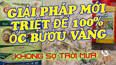 GIẢI PHÁP MỚI DIỆT ỐC BƯƠU VÀNG CHẾT 100% | Nông Nghiệp TV65
