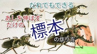 標本 Youtube