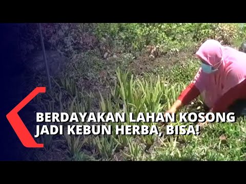 Ibu-ibu di Kediri Jadi Pendiri Taman Toga yang Dapat Hasilkan Tanaman Obat bagi Warga Sekitar!