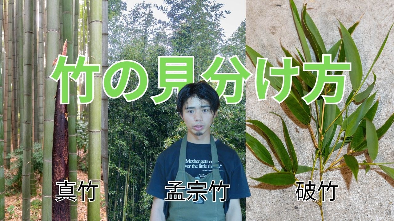 How to Identify Bamboo: Madake, Hachiku, and Mosochiku - YouTube