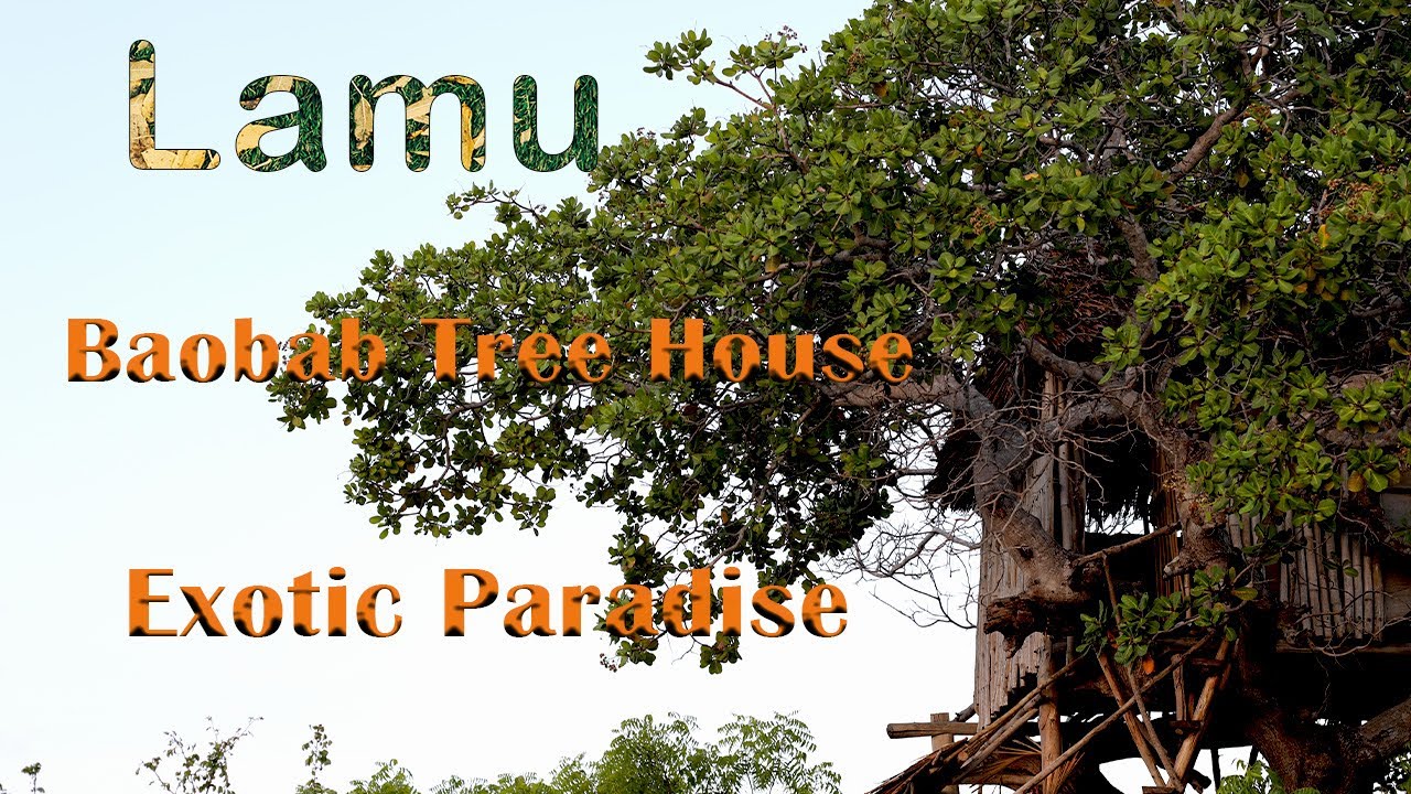 Best Baobab Tree House Experience In Lamu,Kenya# House Tour