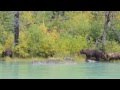 Alaskan Coastal Brown Bear sow with cub attacks unaware sow