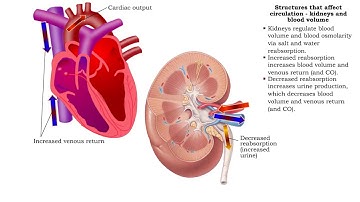 Structures that affect circulation - kidneys, blood volume and venous tone