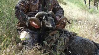 Hog Zilla- Caden Robert Ramer