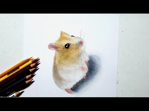 色鉛筆 ハムスター描いてみた How To Draw A Hamster Realistically With Colored Pencils Youtube