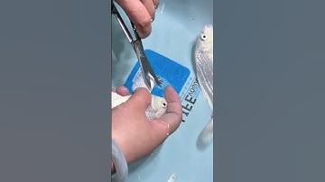 làm đẹp cho cá chép phi tần