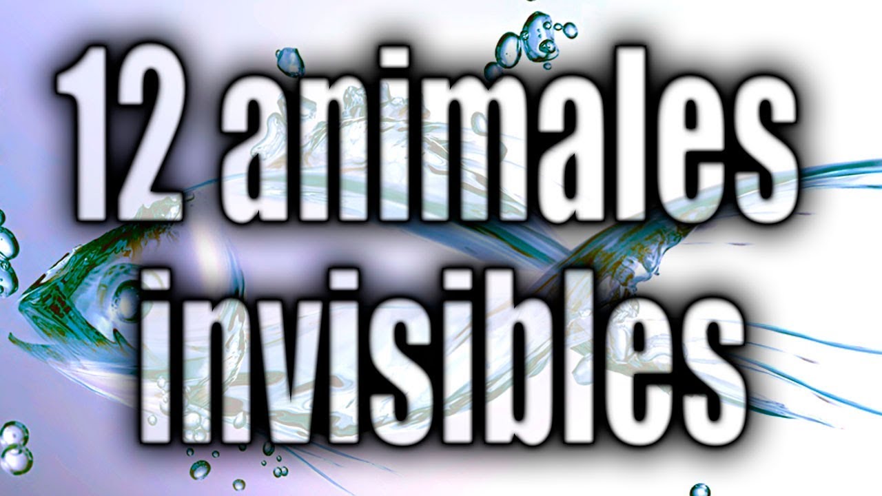 Asombrosos animales invisibles (animales fantasmas, transparentes)