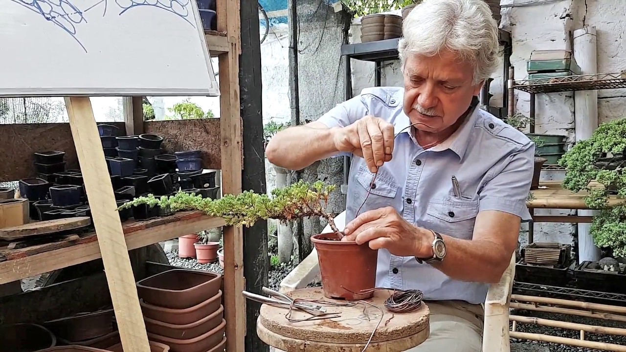 Como hacer un Bonsai: Alambrado - Introducción