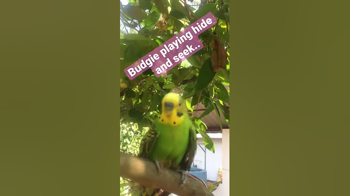 Budgie Bird playing hide and seek