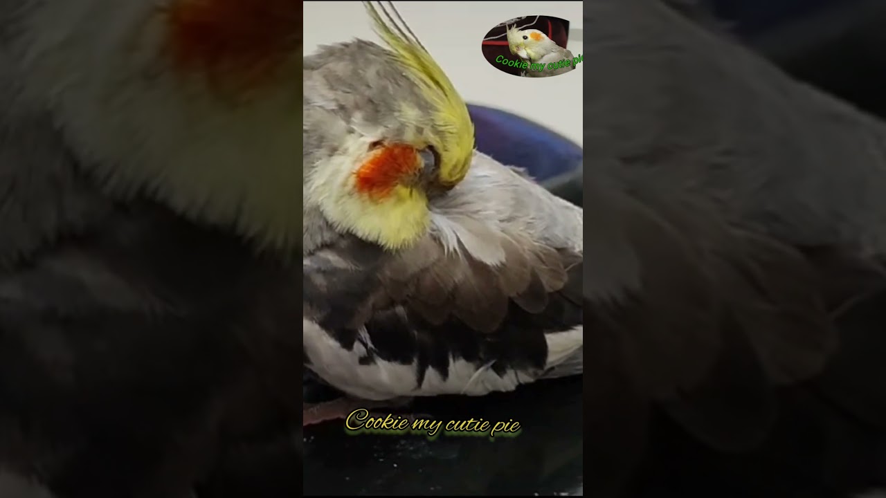 cookie sleeping peacefully