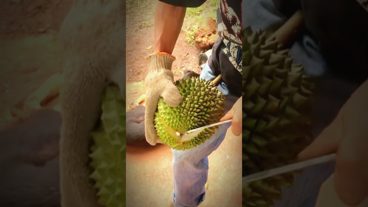 Best Skills of a Durian Protector! 🍈🛡️ | Smart Farm Work You’ve Never Seen! 