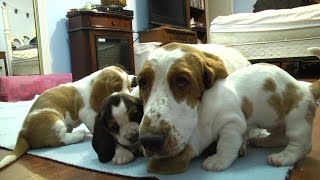 Basset Hound Mom Protects Pups from Grandpa! Very Precious! by CopperstateBassets 982,409 views 8 years ago 3 minutes, 37 seconds