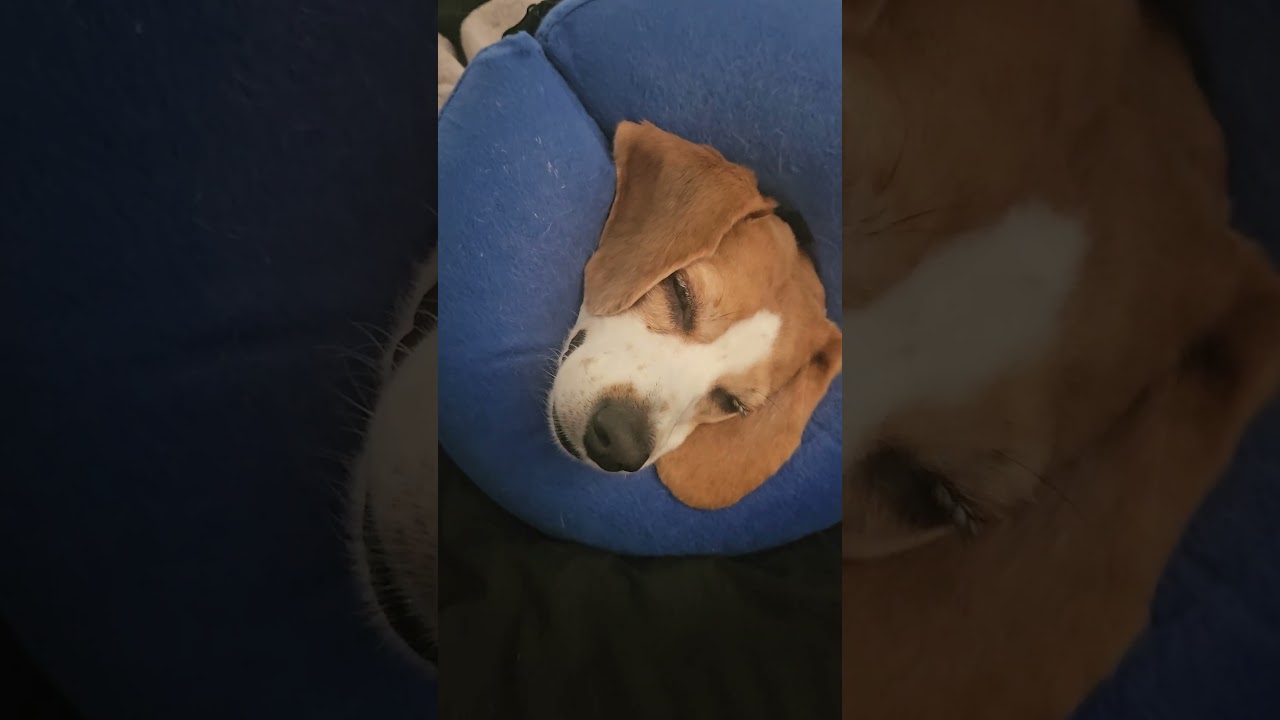 This is fine #dogshorts #allergies  #sochill #relaxing #beagle #shorts