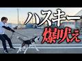 【ガチ実践】ハスキーの散歩の爆吠え・他犬吠えを警察犬ドッグトレーナーが本気指導