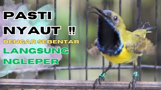 PANCINGAN SOGON GACOR ATASI SOGON TROTOL MACET LANGSUNG BUNYI PAGI SIANG MALAM part 8