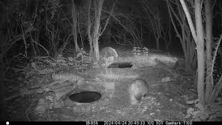 Badger & Fox in Cambs UK 24 April 2024 945pm Trail Camera by Aviation Videos & Wildlife FULL HD 5 views 3 days ago 31 seconds