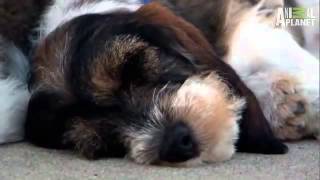 Pet4you.gr: Dogs Petit Basset Griffon Vendeen