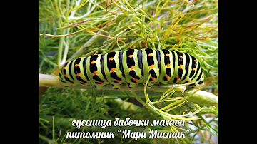 ГУСЕНИЦА БАБОЧКИ - МАХАОН - ОБЖОРКА ( ПИТОМНИК 