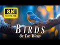 Los pájaros más coloridos del mundo con música relajante - PájarosDel mundo 8k