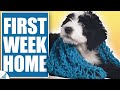 STOP Making THESE Mistakes In Your Puppy’s First Week Home!