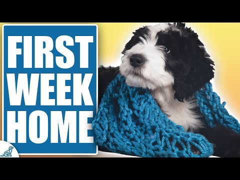 Stop Making These Mistakes In Your Puppy’S First Week Home!