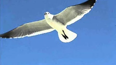 Margarita Rosa de Francisco - Gaviota (Letra)