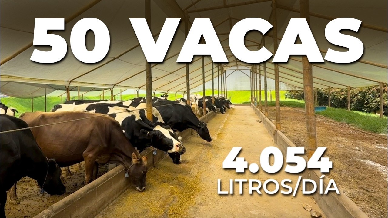 4 MIL LITROS DE LECHE AL DÍA CON SISTEMAS DE PASTOREO Y ESTABULACIÓN - BETANAGRO, COLOMBIA 🇨🇴