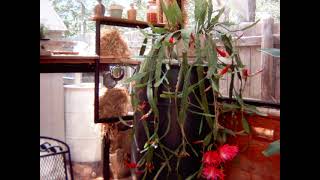 Information Night-Blooming Cereus Time-Lapse Guide