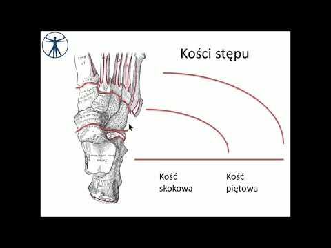 Wideo: Anatomia, Funkcja I Schemat Kości Stopy - Mapy Ciała