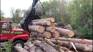 6 Fresh Cords of Pine Logs Unloaded and Ready for Processing!! Free tree service drop!!Pine is fine