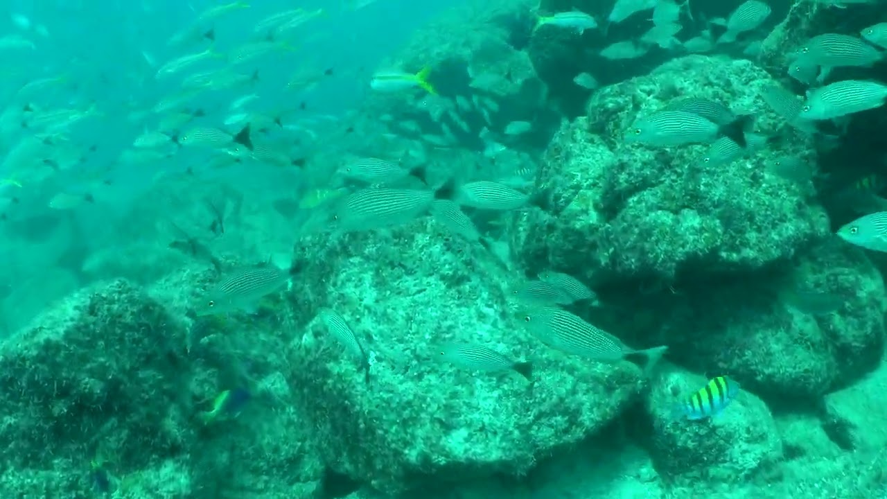 Fish in Isla Espiritu Santo Archipelago National Park