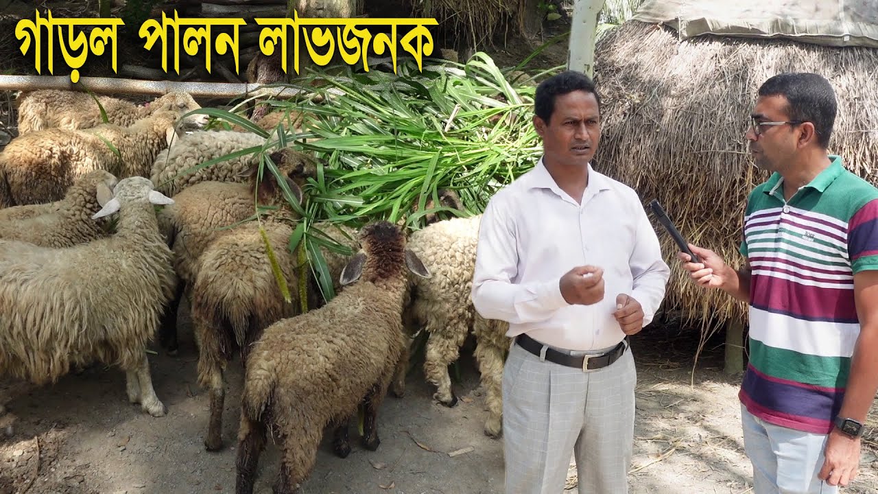 সংকর জাতের গাড়ল পালন অধিক লাভজনক