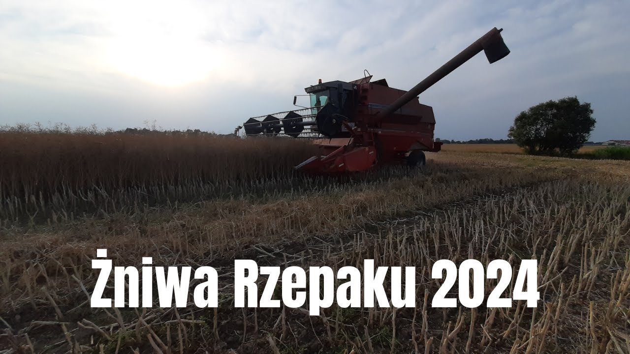 Żniwa Rzepaku 2024|Kosimy Czarne Złoto|Massey Ferguson 38 & MTZ82