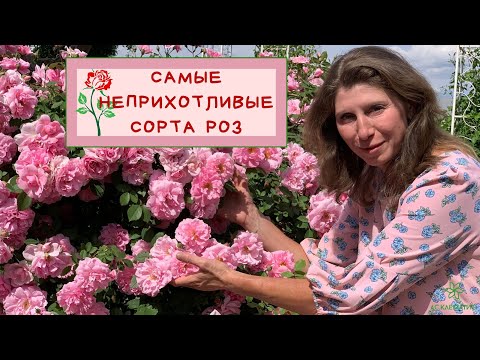Video: Kotikova Svetlana Aleksandrovna: Talambuhay, Karera, Personal Na Buhay
