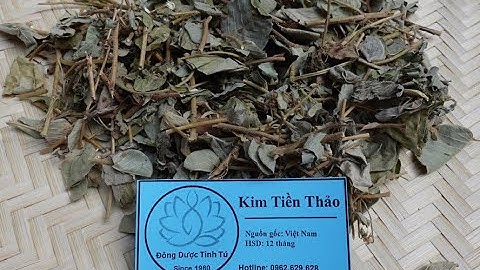 KIM TIỀN THẢO : Vị thuốc đặc trị sỏi thận, sỏi tiết tiệu, sỏi mật