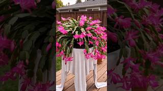 Turning a Piece of towel  into a Luxury Garden Planter🏡#garden #diy #decoration #satisfying #shorts
