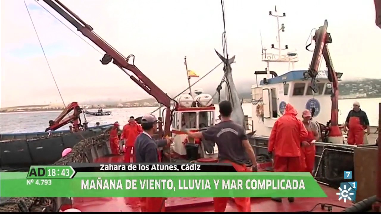 Primera levantá del atún en la almadraba de Zahara de los Atunes, en Andalucía Directo