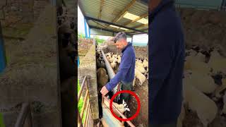 Incredible sheep handling techniques #shortvideo