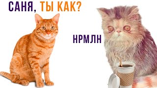 САНЯ, ТЫ В ПОРЯДКЕ??? ))) | Приколы с котами | Мемозг 1318