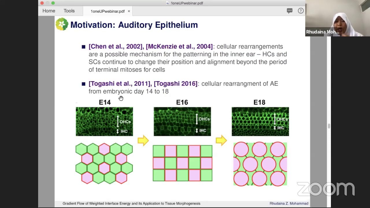 Gradient Flow of Weighted Interface Energy and its Application to Tissue Morphogenesis