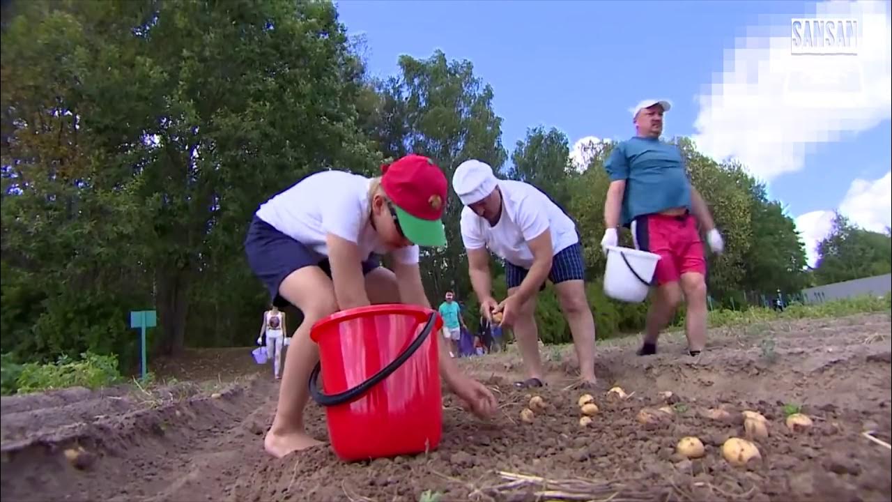 Лукашенко копает картошку