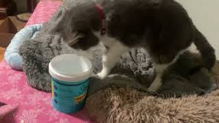 Watch what the cat does / Smart kitty taking snacks with his paw by JOANNA AUD 151 views 2 months ago 41 seconds