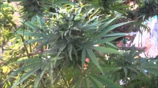 JUNIOR KELLY LOTS OF HERBS,MARIJUANA PLANTS ,MUSIC
