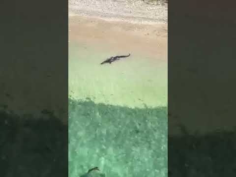 Crocodile 🐊 | PortBlair, Andaman    #shorts #ytshorts #youtubeshorts