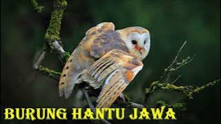 Suara burung hantu jawa