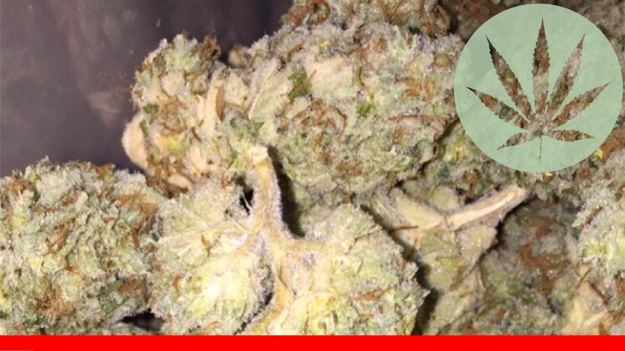 Lemon Thai - All About This Strain